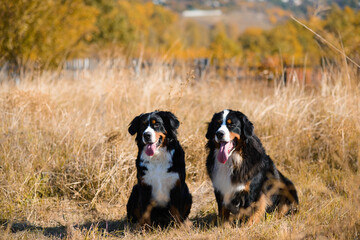 dogs of Berner Sennenhund breed, couple of themselves and a female, sit in dry grass against the background of an autumn yellowing forest