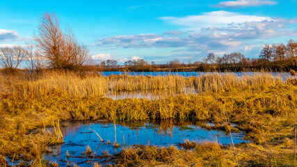 Thicket cane on the river in sunny weather in early spring