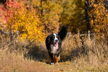Naklejka na ściany i meble clean well-groomed dog, breed Berner Sennenhund, runs along a path in dry grass against the background of an autumn yellowing forest