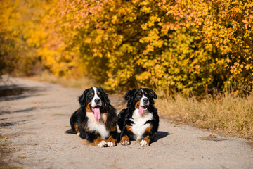Naklejka na ściany i meble two large beautiful well-groomed dogs sit on the road, breed Berner Sennenhund, against background of an autumn forest