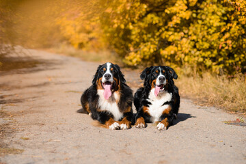 two large beautiful well-groomed dogs sit on the road, breed Berner Sennenhund, against background of an autumn forest