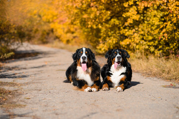 two large beautiful well-groomed dogs sit on the road, breed Berner Sennenhund, against background of an autumn forest