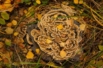 A colorful picturesque autumn old tree stump overgrown with wild mushrooms.