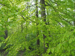 Buchenbäume - grünes Blättermeer im Frühling	