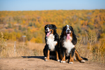 pair of beautiful purebred dogs Berner Sennenhund on hills of yellow autumn landscape