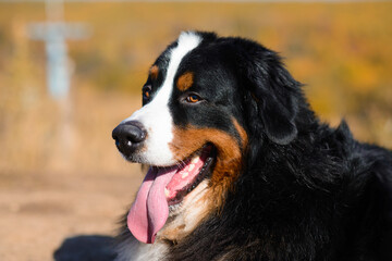 portrait of  beautiful purebred dog Berner Sennenhund close-up