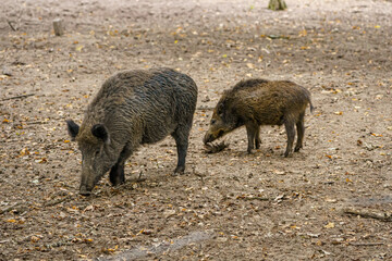 Wildschwein mit Ferkel in Seitenansicht