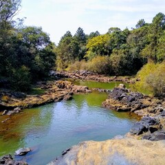 Fototapeta premium river in the forest