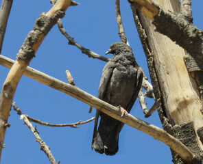 Pigeon in a tree