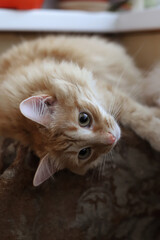 cute playful cat lying on the balcony with home flowers