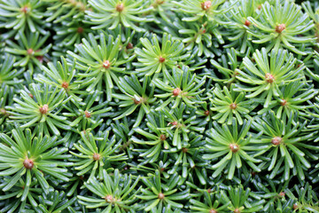 Fir branches with young green needles, spruce christmas background