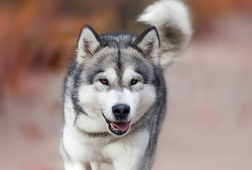 Naklejka na ściany i meble dog on an autumn walk, alaskan malamute