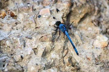 dragonfly on a rock