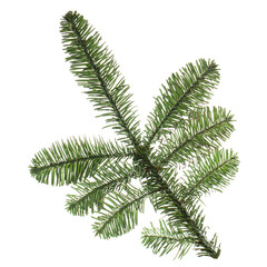 Christmas pine tree branch isolated on white background