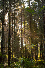 Fototapeta na wymiar Sunbeams pour through trees in early morning. Light shining in morning forest. Selective focus.