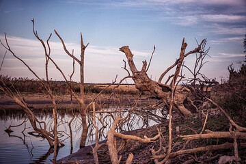 dead trees in the water