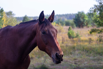 Obraz premium Portrait of a brown horse on a natural background close-up.