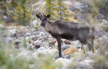 Caribou in the wild