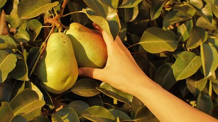 Female hand picking pear from tree