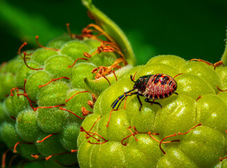 Single Bug on top of a green rasberry