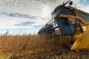 Obraz premium Harvesting of soybean