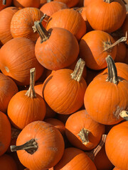 Many sugar pie pumpkins are shown on display in a farmer's market produce bin during autumn in a vertical view.