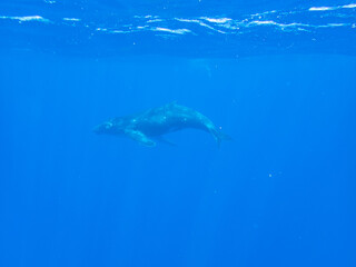 Fototapeta premium Humpback Whale Calf