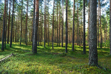 Fototapeta na wymiar Pine forest panorama in summer. Background with straight, brown pine trunks.