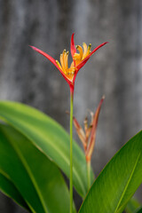Beautiful tropical flower on gray concrete background. Red and yellow flower