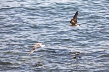 Seagull in flight