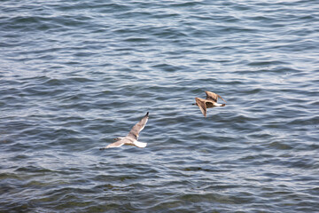 Seagull in flight
