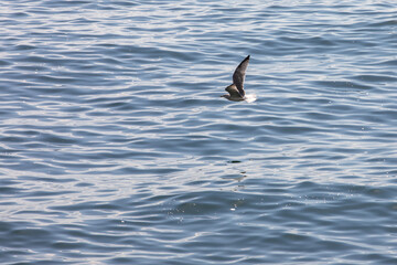 Seagull in flight