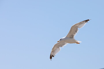 Seagull in flight