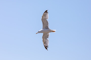 Seagull in flight