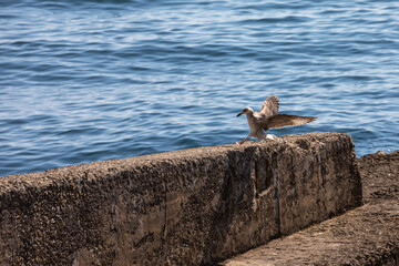 seagull lands