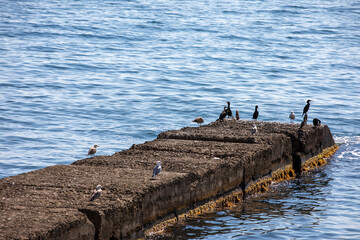 seagulls on the sea breakwater