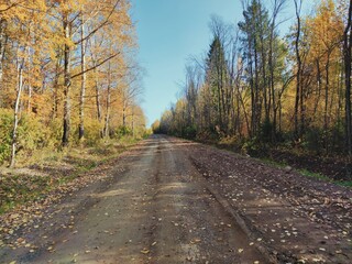 road among autumn trees and yellow foliage on a sunny day