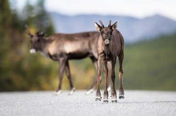 Caribou in the wild