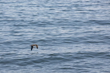 Seagull in flight