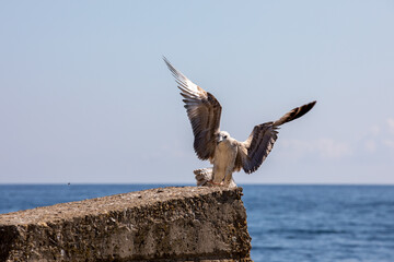 seagull lands