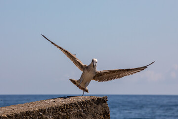 seagull lands