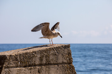 seagull lands