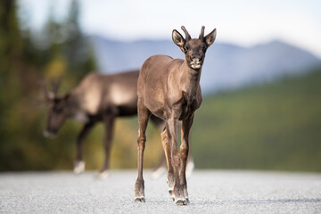 Caribou in the wild