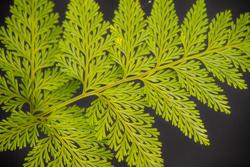 folha de samambaia verde e bem bonita que pode ser usada para fundos e texturas. recursos graficos