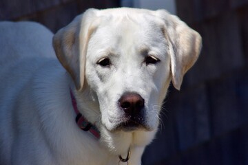 Obraz premium Labrador puppy on a summer's day