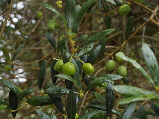 some olives on the tree