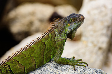 Green lizards iguana. Iguana dragon close up. Wildlife reptile in Florida.