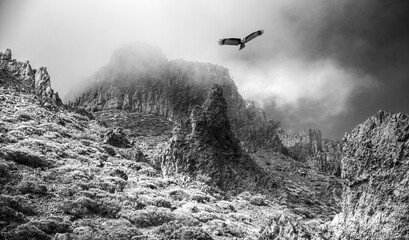 Black and white photo. eagle flies over the mountains and roads.