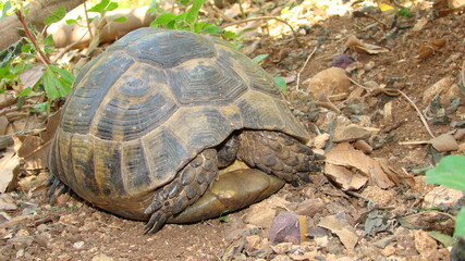 tortoise.
Greek tortoise.
close up of tortoise.
closeup turtle.
tortoise in nature - turtle.
reptiles, reptile, animals, animal, pets, pet, wildlife, wild nature, forest, woods, garden, park, desert
