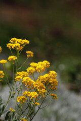 Obraz premium Beautiful flowers in garden, spring in may